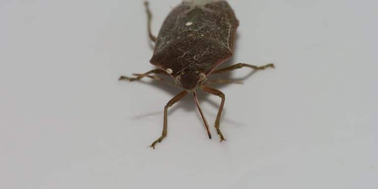 Quel est le coût des traitement anti-punaises de lit ?