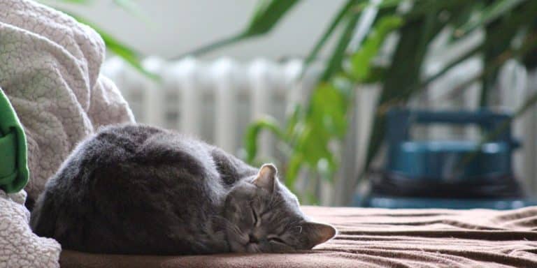 Pourquoi mon chat dort-il autant ?