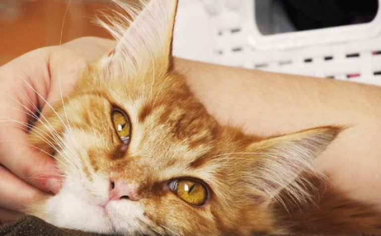 Poussee-dentaire-chez-chaton