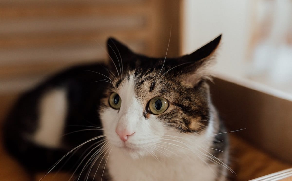 Poussee-dentaire-chez-chaton