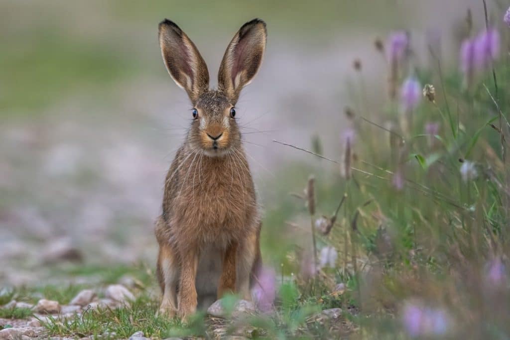 Lapin