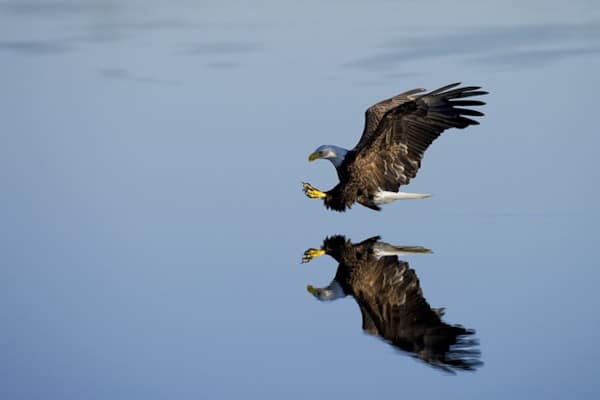 aigle qui vole