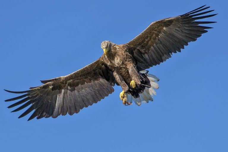 aigle volant
