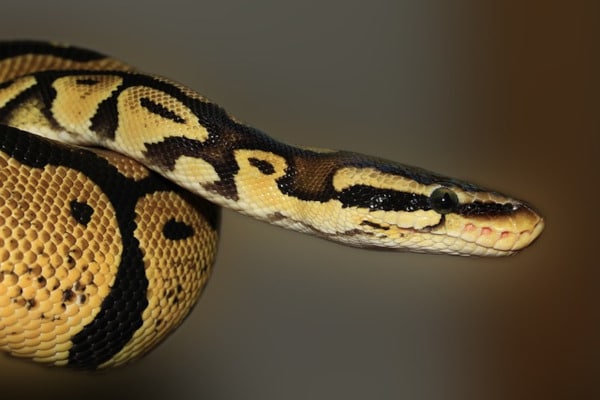 animal totem serpent