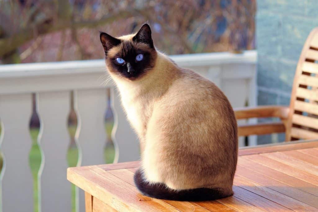 chat yeux bleu