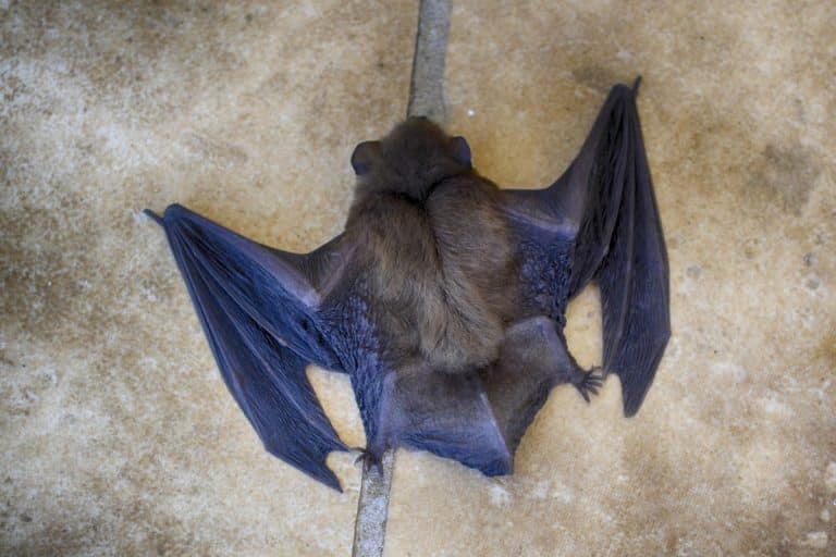 chauve souris dans la maison