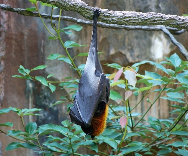 chauve souris sur un arbre