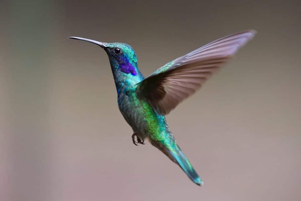 colibri bleu