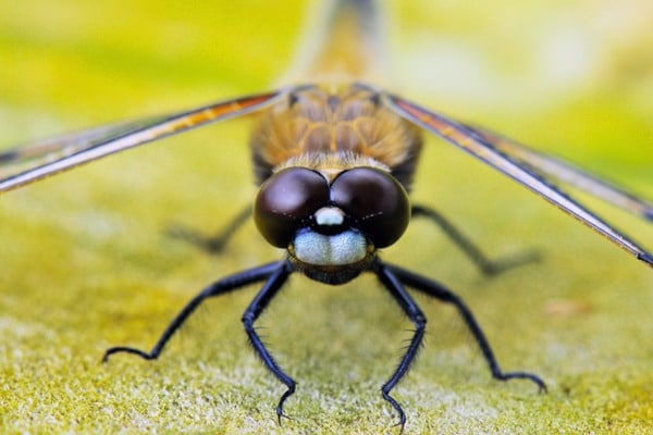 détail libellule