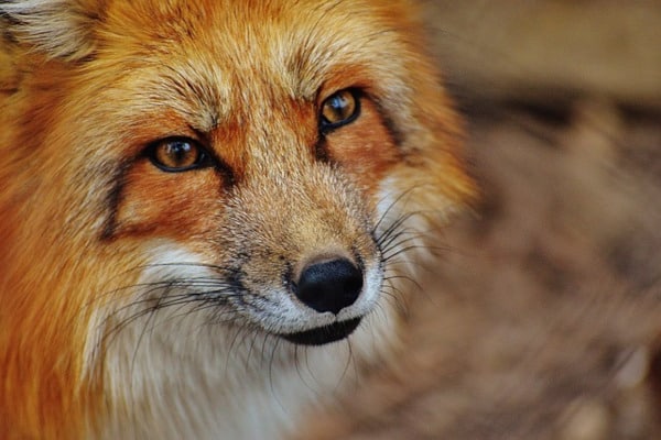 détail renard