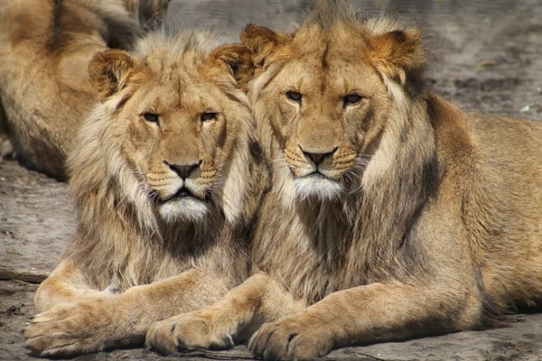 deux lions