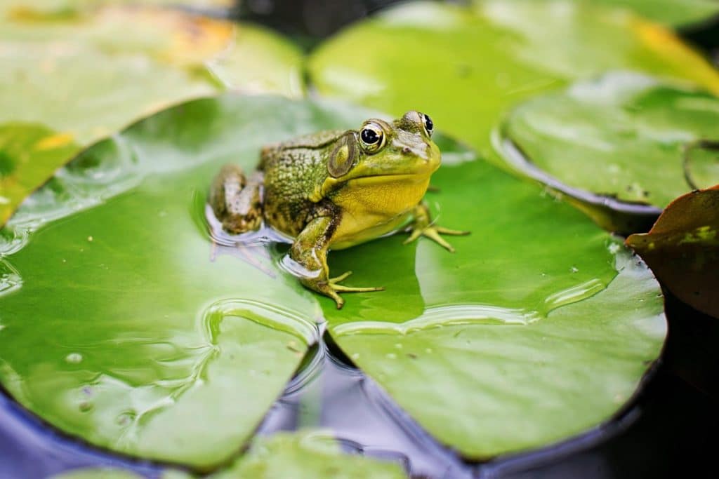 grenouille