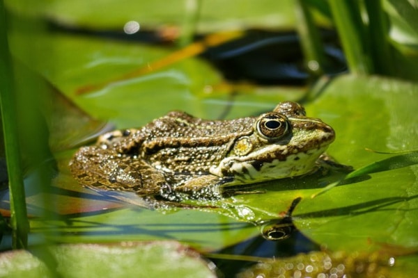 grenouille dans l'eau