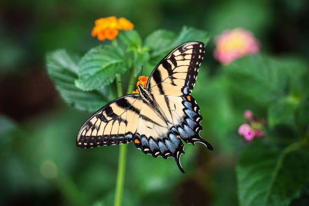 jolie papillon