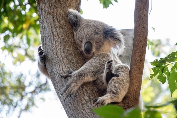 koala qui dort