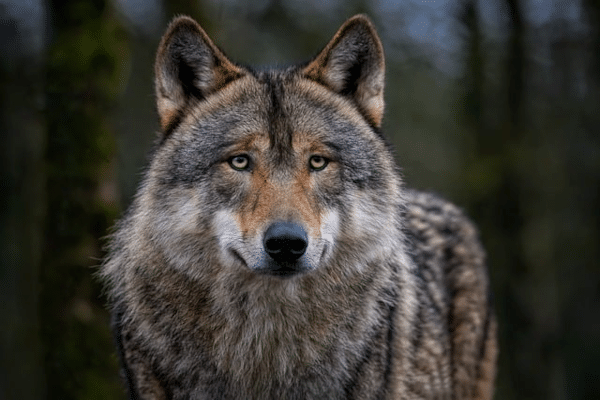 loup totem