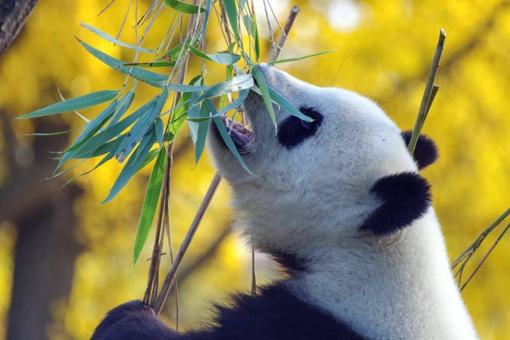 nourriture panda