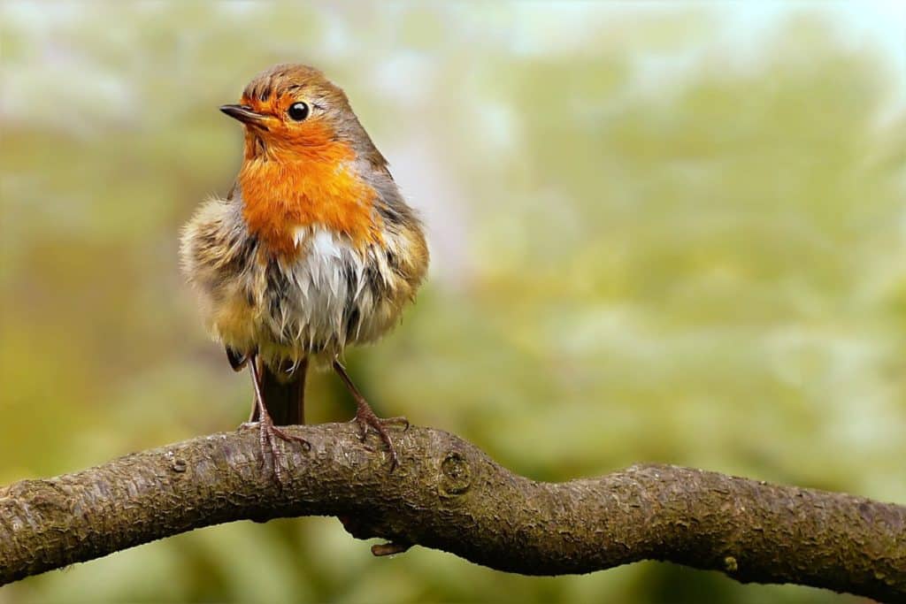 oiseau rouge gorge