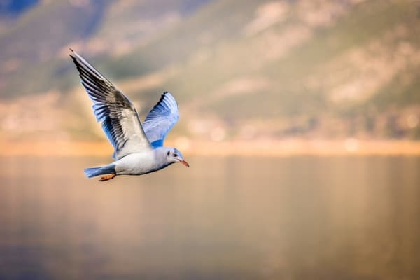oiseau volant