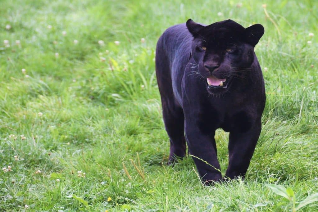 panthère noir