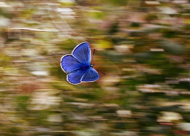 papillon bleu
