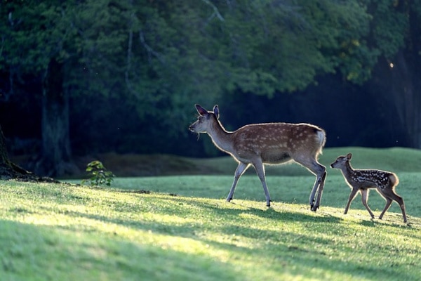parent et enfant cerf