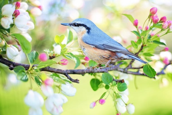 petit oiseau