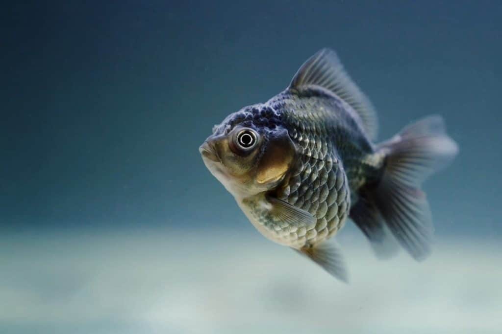 poisson bleu