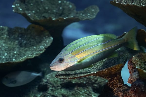 poisson dans l'eau