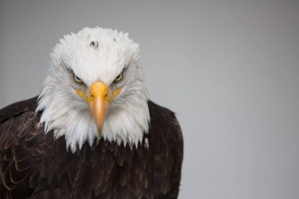 portrait aigle