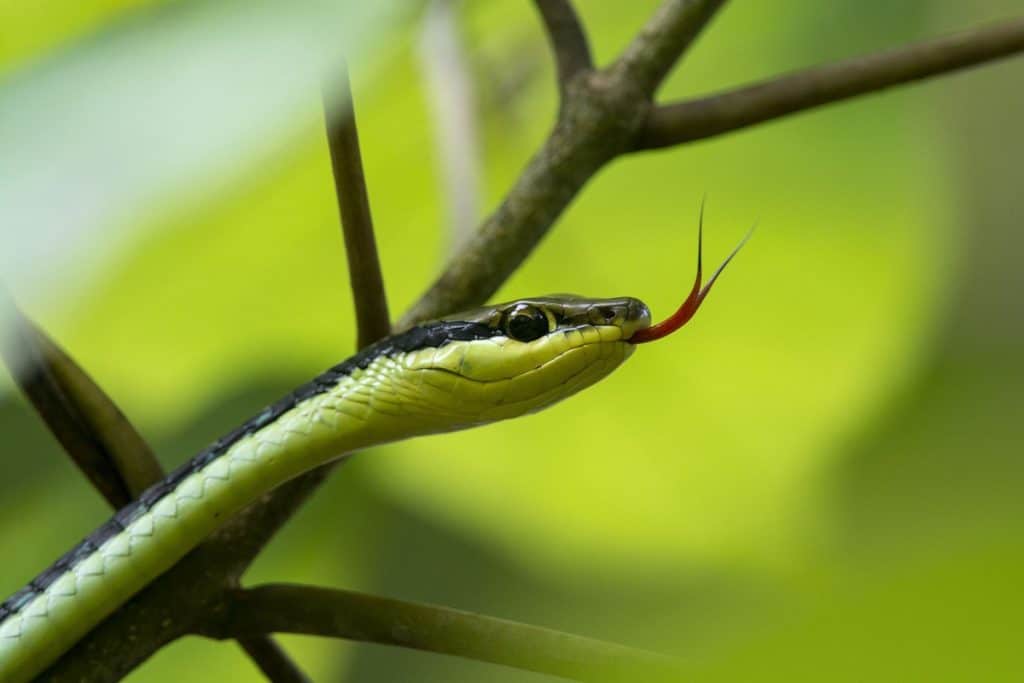 serpent vert
