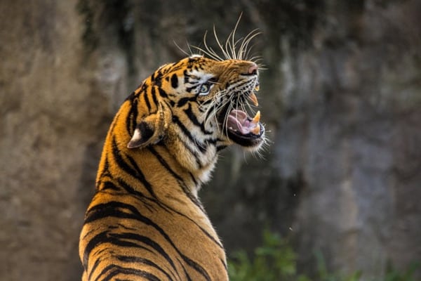 tigre enragé