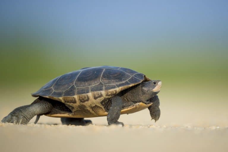 tortue dans le sable