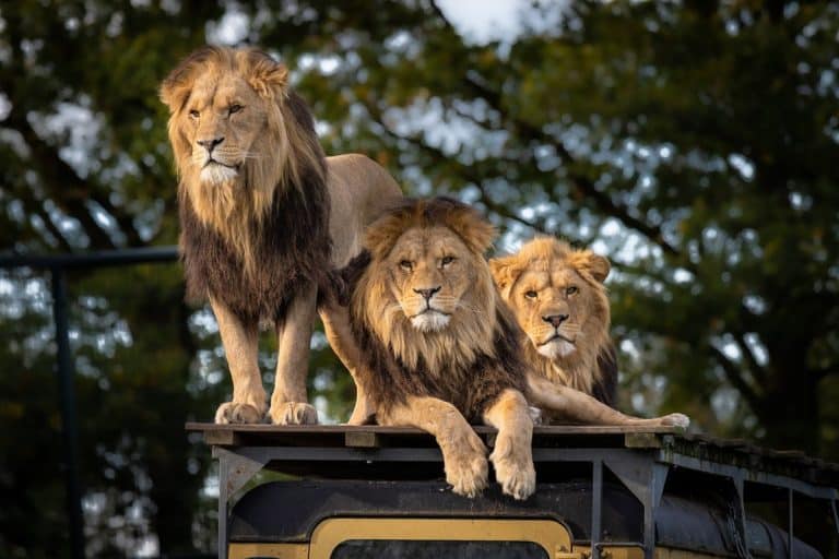 trois lions