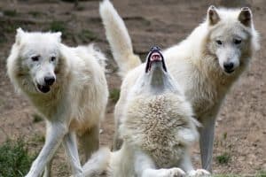 trois loup blanc