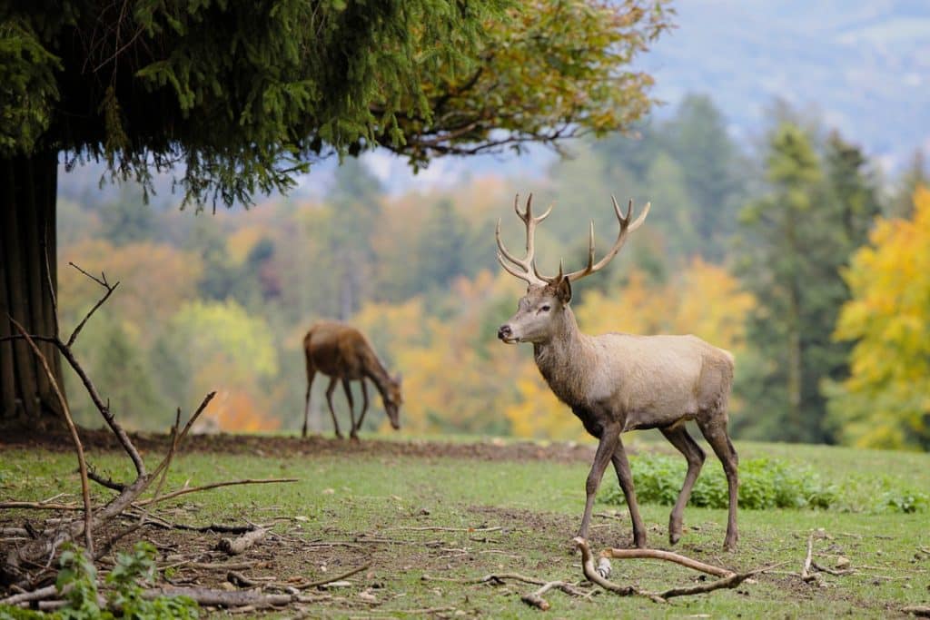 un cerf dans la nature