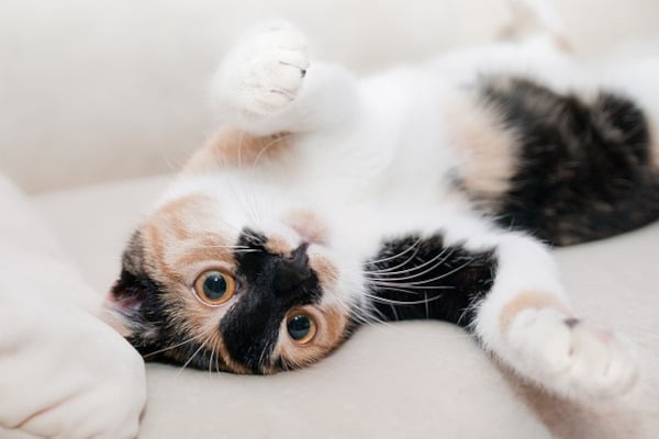 un chatton