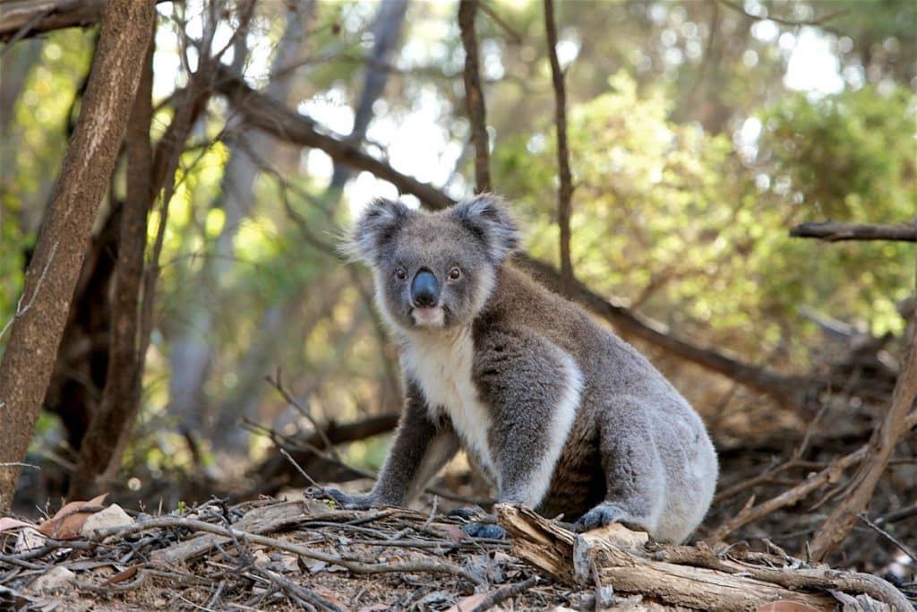 un koala