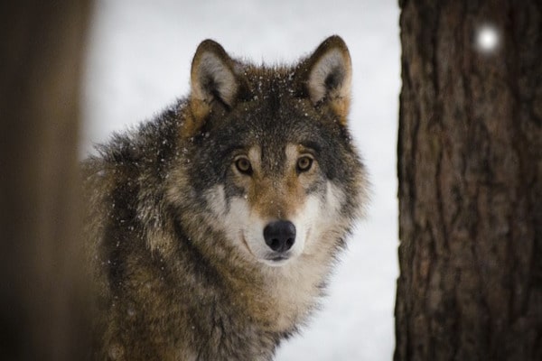 un loup