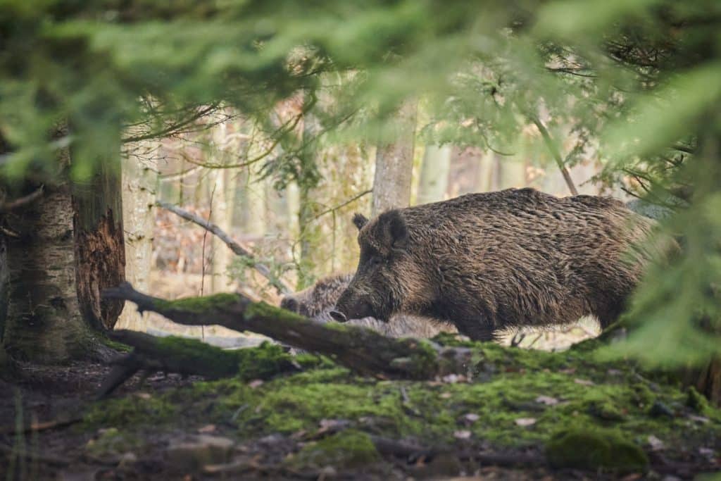 un sanglier dans la forêt