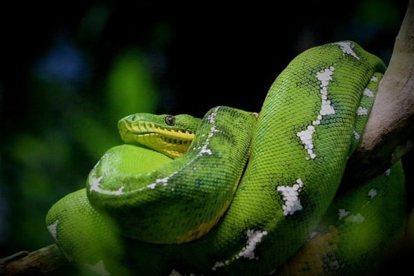un serpent