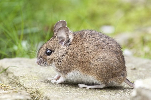 une souris dans le jardin
