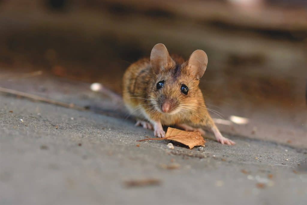 une souris devant la feuille