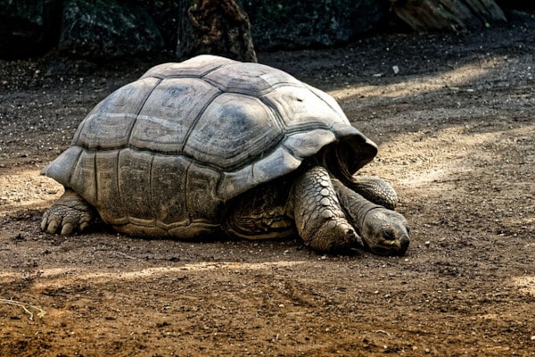 vieux tortue