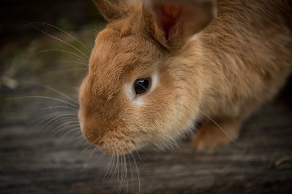 visage lapin