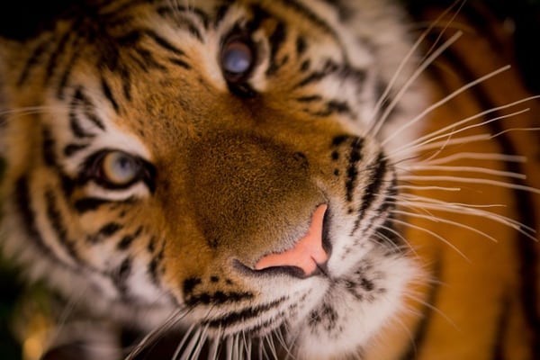 visage tigre