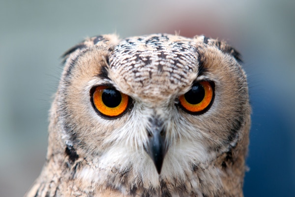 yeux des chouettes