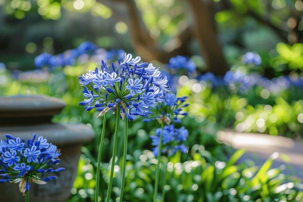 Comment planter des agapanthes dans son jardin : guide complet pour une floraison réussie